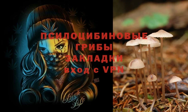 прущие грибы Мурманск